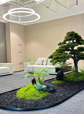 高端会所景观装饰大型落地罗汉松