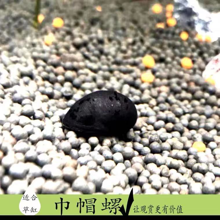 黑金刚螺草缸除藻助手观赏螺黑军帽螺清洁工具螺热带活体黑杀手螺-图0