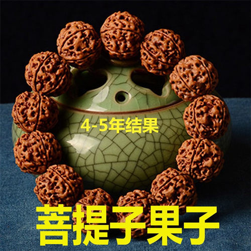 正宗菩提树苗金刚菩提树苗圣树文化瑰宝平安树菩提榕树苗盆栽 - 图0