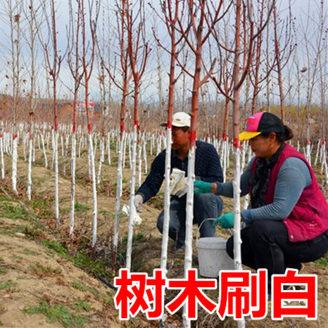 树木涂白剂树干刷白刷树粉果树树干防虫过冬杀菌消毒树木生石灰粉 - 图0