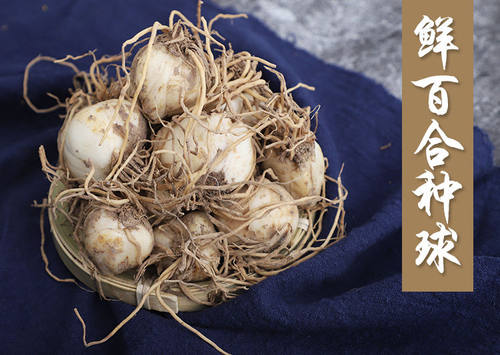 甘肃兰州新鲜食用甜百合种子百合种球花带根种苗500g百合球种籽 - 图0