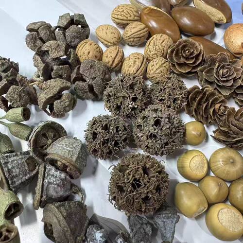 榼藤豆荚娃娃种子diy材料包成品风铃大种子果壳手作文创云南配件 - 图0