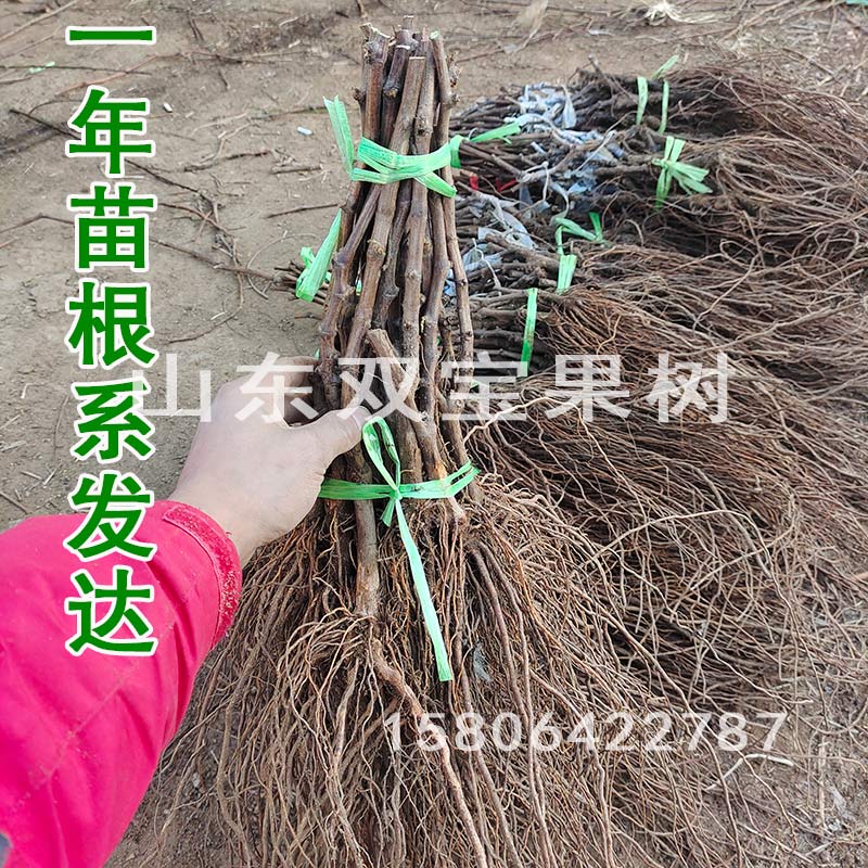 山东玫瑰香葡萄苗爬藤当年结果葡萄树苗北方南方种植新品种果树苗 - 图1