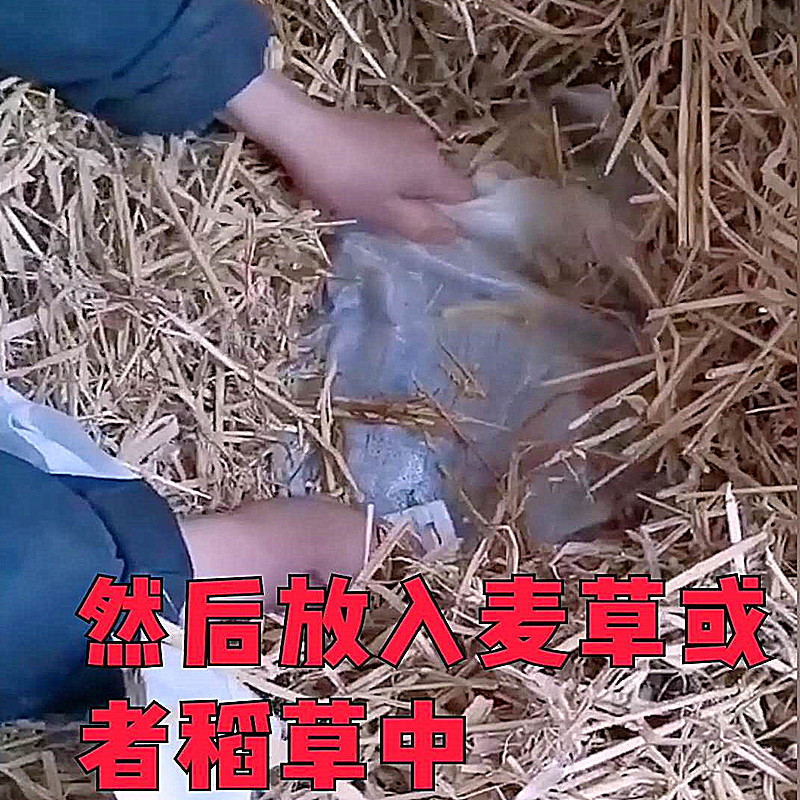 农家草捂徐州特产鲜盐豆子邳州新沂香辣湿食用萝卜臭豆子酱豆自制 - 图1