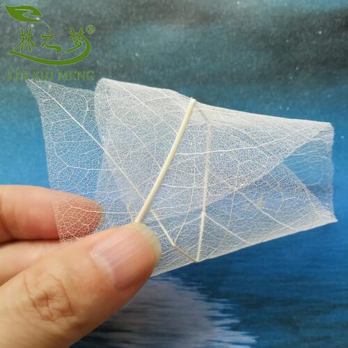 真树叶标本橡胶叶脉diy干花书签儿童手工灯饰永生花美术拓印材料 - 图3