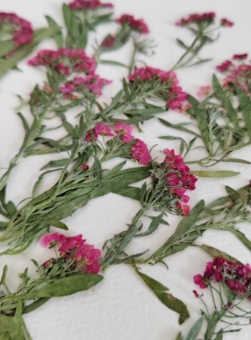 小手球香雪球飘雪带枝押花干花