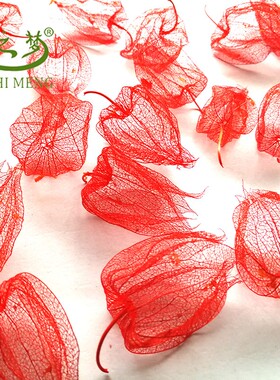 灯笼果植物标本干花红姑娘装饰