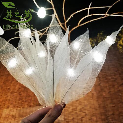 玉兰叶脉树叶标本干花手工艺术装饰花材书签DIY灯饰橱窗彩色透明 - 图0