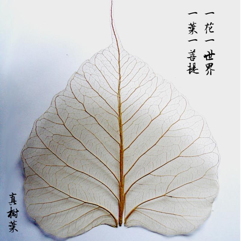 菩提叶脉标本真树叶干花diy手工材料禅意橱窗饰品绘画拼贴画书签 - 图1