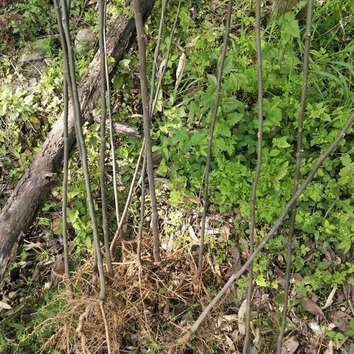 拐枣之乡正品拐枣树苗原生拐枣树苗地栽行道树室外园林绿化树苗 - 图3