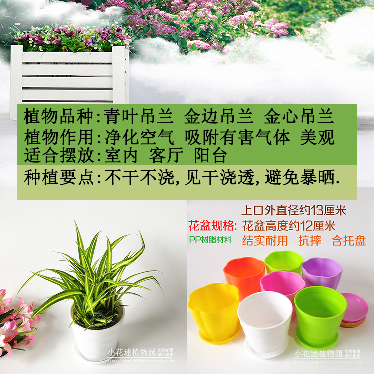 吊兰绿萝盆栽水培垂吊常春藤绿植新房办公室内花卉净化除甲醛-图2