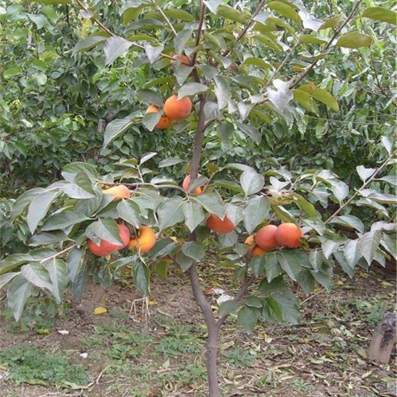 嫁接柿子苗树无核水晶柿子树苗地栽南方北方种植当年结果果树苗