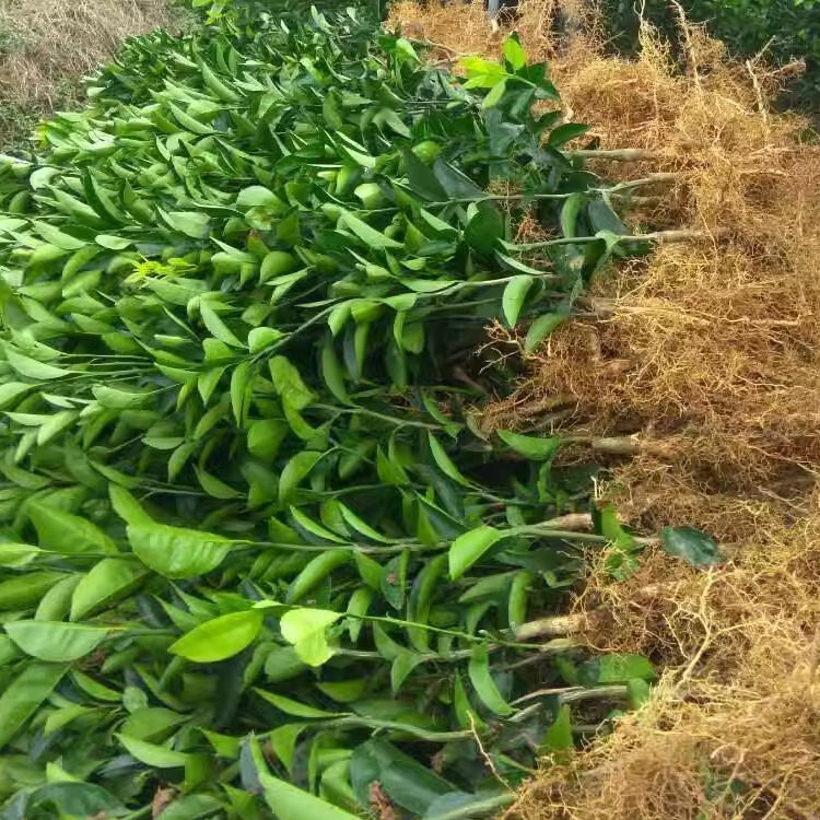 蜜奈夏橙果树苗当年结果盆栽地栽庭院种植苗南北方种植室内外种植