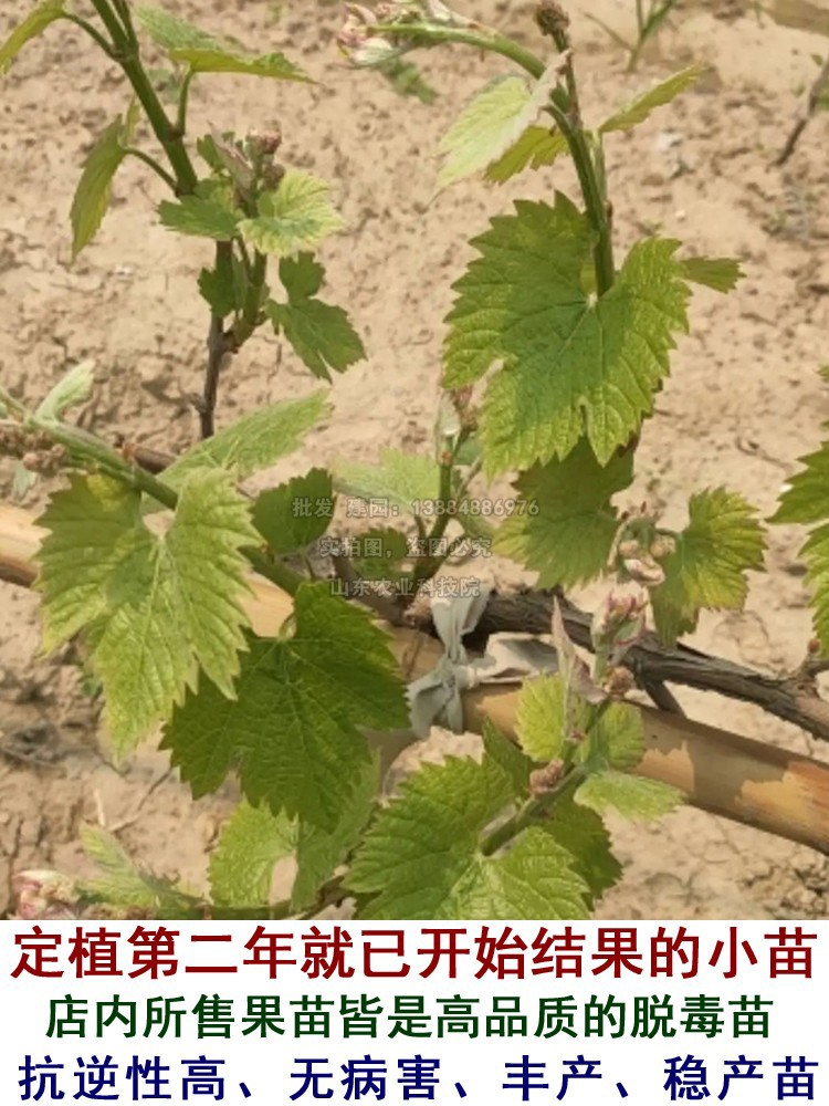 茉莉香葡萄树苗无籽葡萄苗抗寒脆甜南方北方种植当年结果果树果苗 - 图1