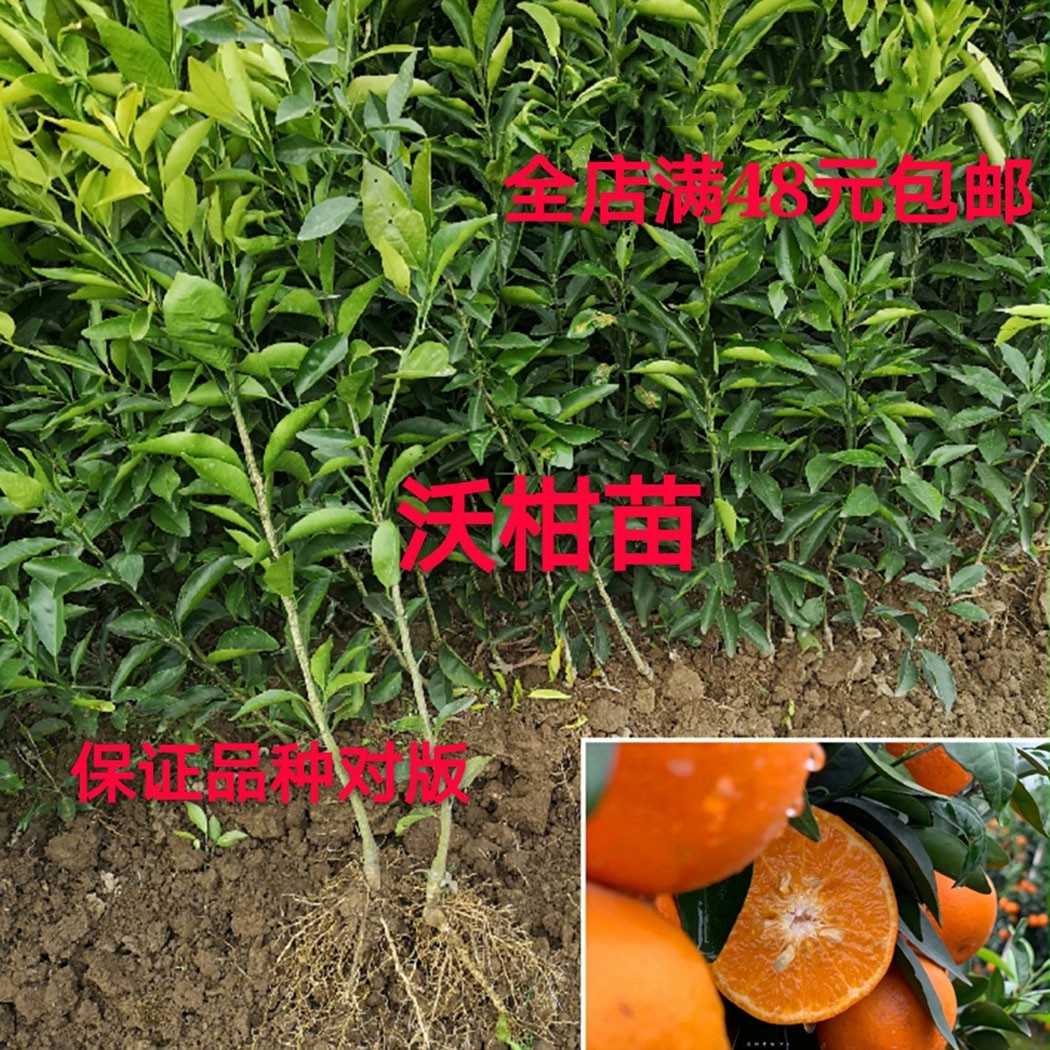 新品种沃柑树苗无核沃柑柑橘苗中柑所091无籽沃柑嫁接苗当年结果 - 图1