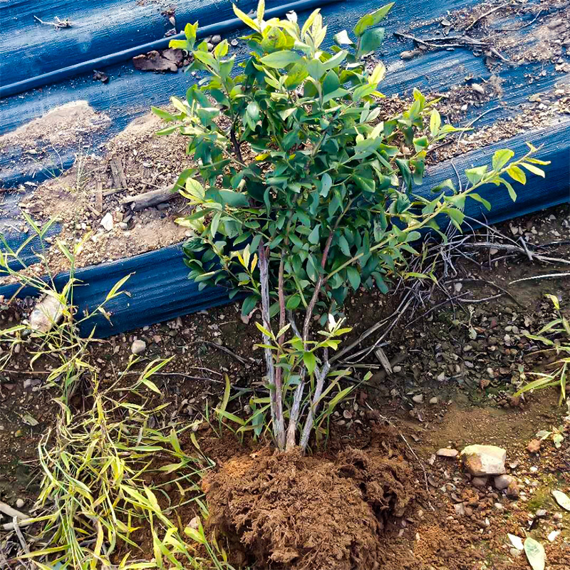 蓝莓苗盆栽地栽果树耐寒耐热全国种植易成活包结果当年结果奥尼尔 - 图1