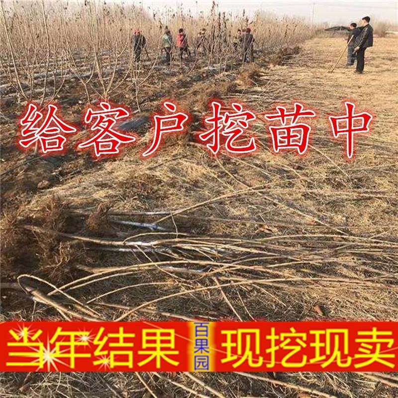 樱桃大车厘子树苗美国艳阳苗果树苗南北方盆栽地栽种植车厘子苗-图1