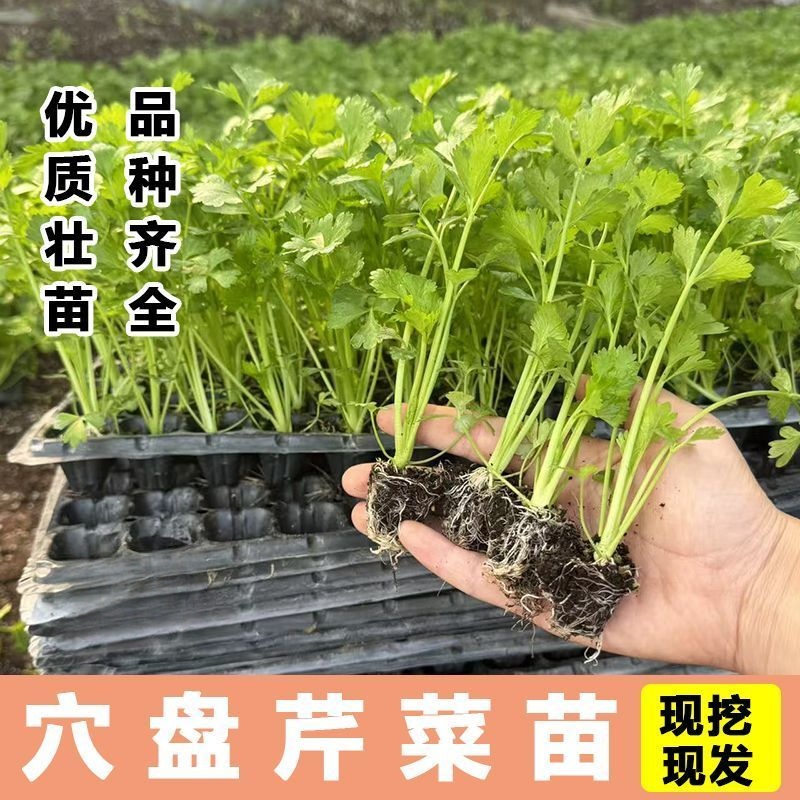 寿光现发芹菜苗西芹苗小香芹苗芹菜苗四季种植盆栽庭院阳台蔬菜苗 - 图0