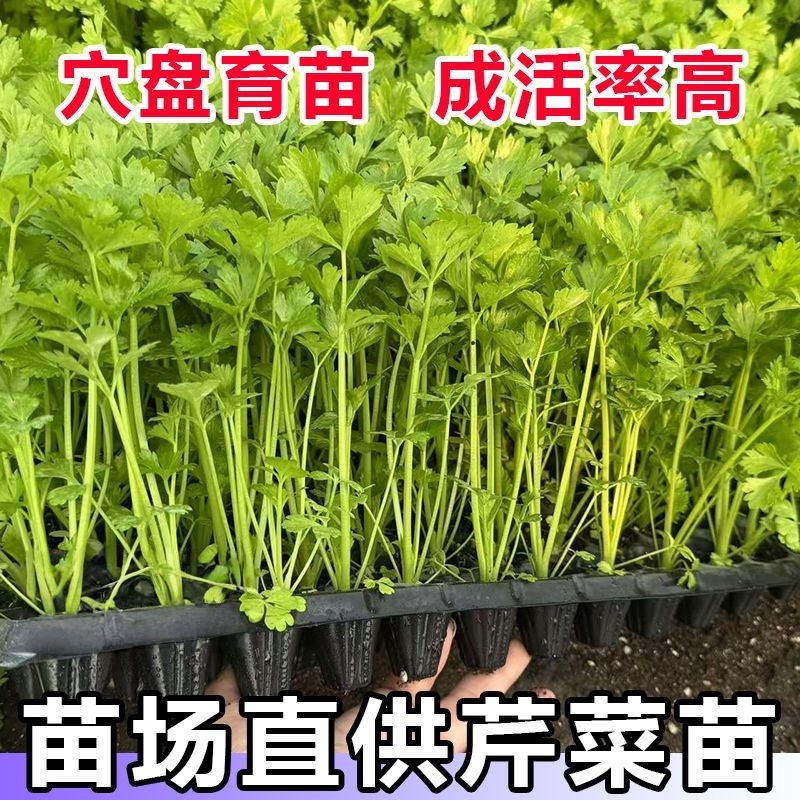 寿光现发芹菜苗西芹苗小香芹苗芹菜苗四季种植盆栽庭院阳台蔬菜苗 - 图3
