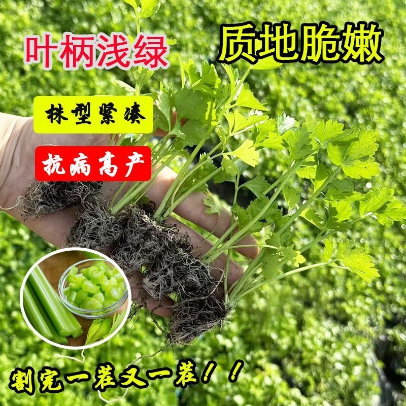 寿光现发芹菜苗西芹苗小香芹苗芹菜苗四季种植盆栽庭院阳台蔬菜苗 - 图1