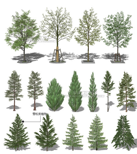 草图大师模型SU园林景观植物花草树木乔木花卉盆栽sketchup素材库-图3