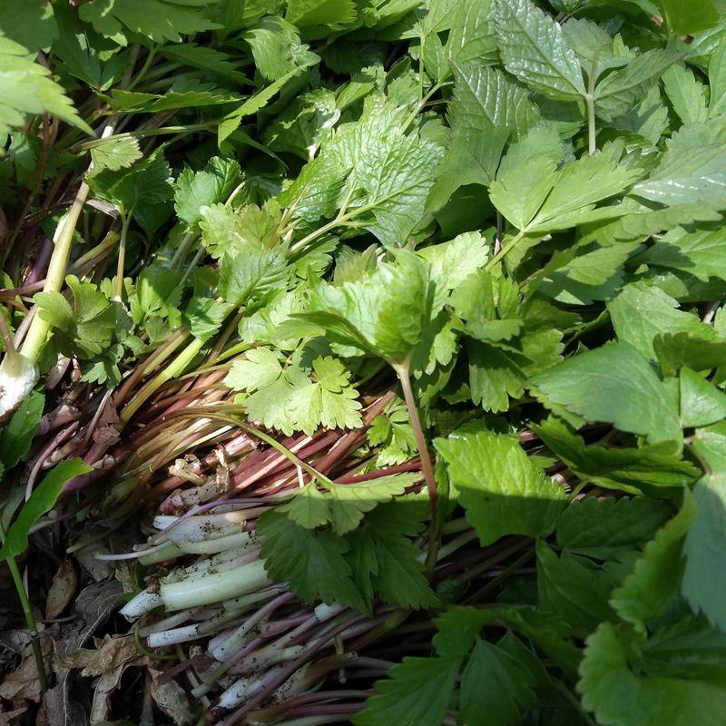 东北特产长白山绿色天然纯野生新鲜山野菜大叶芹山芹菜包饺子包邮 - 图1