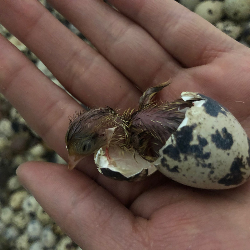 鹌鹑种蛋 受精蛋可孵化新鲜鹌鹑蛋鸟蛋可孵鹌鹑种蛋新鲜鹌鹑蛋,淘宝优惠券,粉丝福利购,淘宝优惠卷