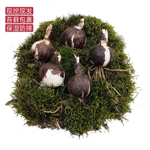 石蒜花种球 绿植白色彼岸花种子 曼珠沙华盆栽 室内四季盆栽花卉 - 图2
