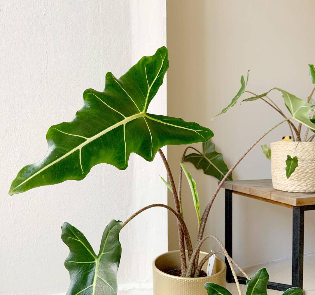 荷兰ins风萨利安海芋北欧网红植物alocasia Sarian 稀有绿植盆栽 竹溪花苑 淘优券