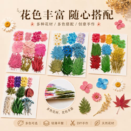 大花材包 押花材料包 植物标本研学活动材料 180朵+花材包 - 图2