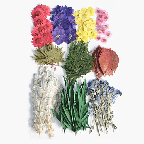 大花材包 押花材料包 植物标本研学活动材料 180朵+花材包 - 图3