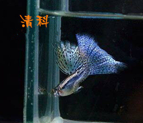 孔雀鱼蓝草尾兰草观赏鱼热带鱼活体缎带大c蝶翼燕尾种鱼纯种精品 - 图0