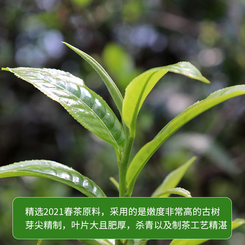 2021年古树普洱茶春茶500年以上古茶陈静号 茶叶头春茶代表作357g - 图1