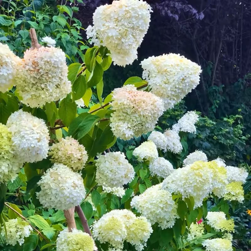 圆锥木绣球中华木绣球斗球别墅花园多年生耐寒植物大型花灌树乔木 - 图1