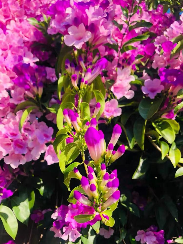 蒜香藤爬藤植物紫铃藤攀援藤本花根叶藤带蒜香味庭院花卉阳台植物 - 图1