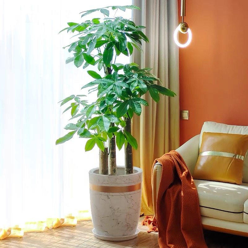 珠海花卉绿植室内盆栽植物三杆步步高发财树金钱树大绿萝乔迁送礼,淘宝优惠券,粉丝福利购,淘宝优惠卷