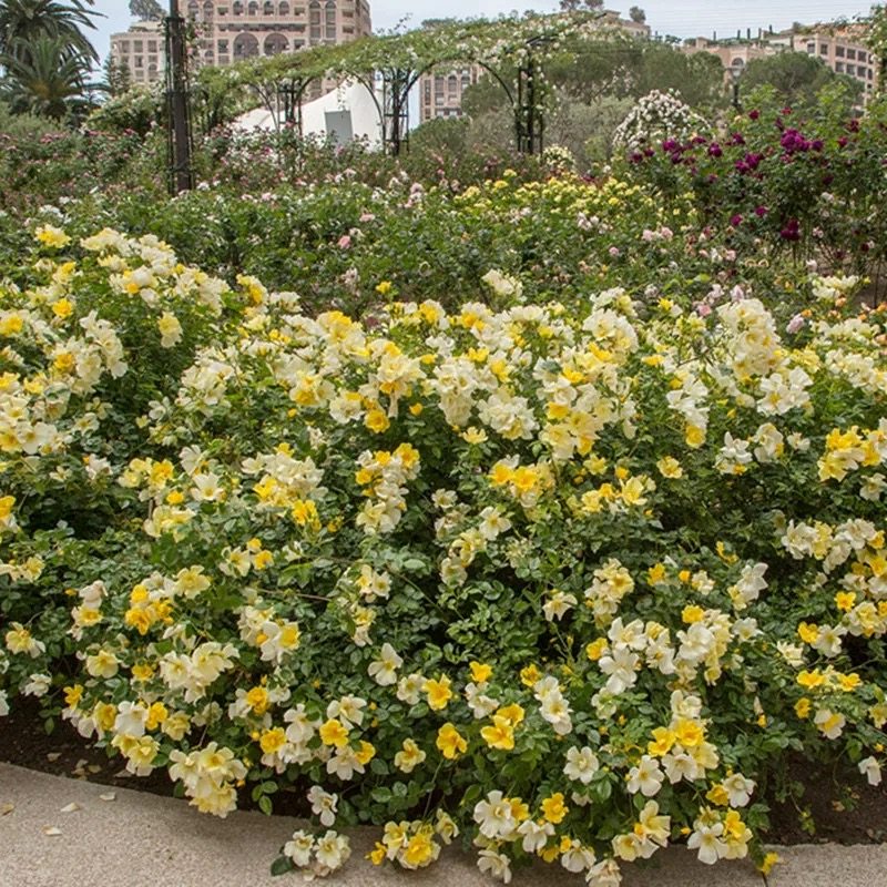 低维护地被柠檬酒梅迪兰月季花长势快勤花耐热阳台盆栽庭院种植,淘宝优惠券,粉丝福利购,淘宝优惠卷