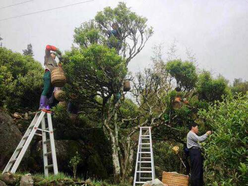 园森态单枞茶百年老枞宋种东方红 凤凰高山单丛 浓香乌岽单从茶叶 - 图1