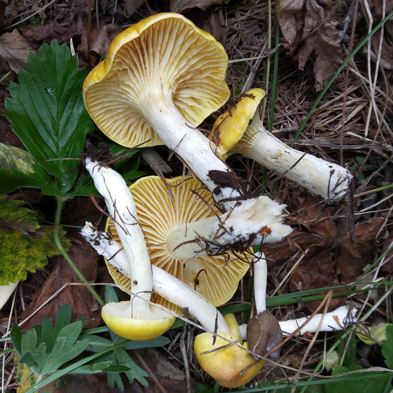 阿尔山特产小黄蘑菇 野生食用菌 天然 优质 干货 内蒙古 半斤装