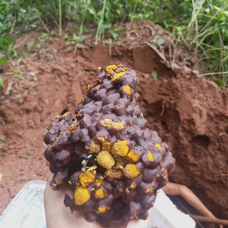 云南原始深山纯正野生无刺土酸蜂食用蜂蜜天然稀有养颜酸花粉500g-图0