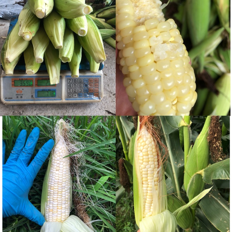 梅州蕉岭特产 新鲜现摘白糯玉米 非转基因农家自种香甜糯5斤包邮 - 图2