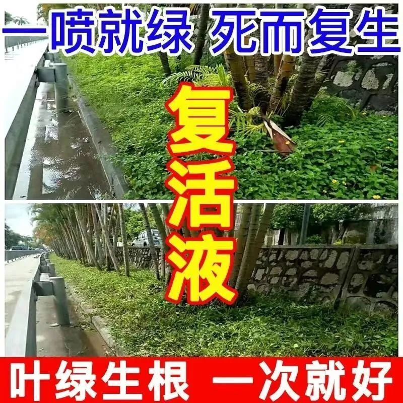 大树成活营养液死树复活生根液果树小苗枯树强力生根剂生根壮苗剂 - 图2