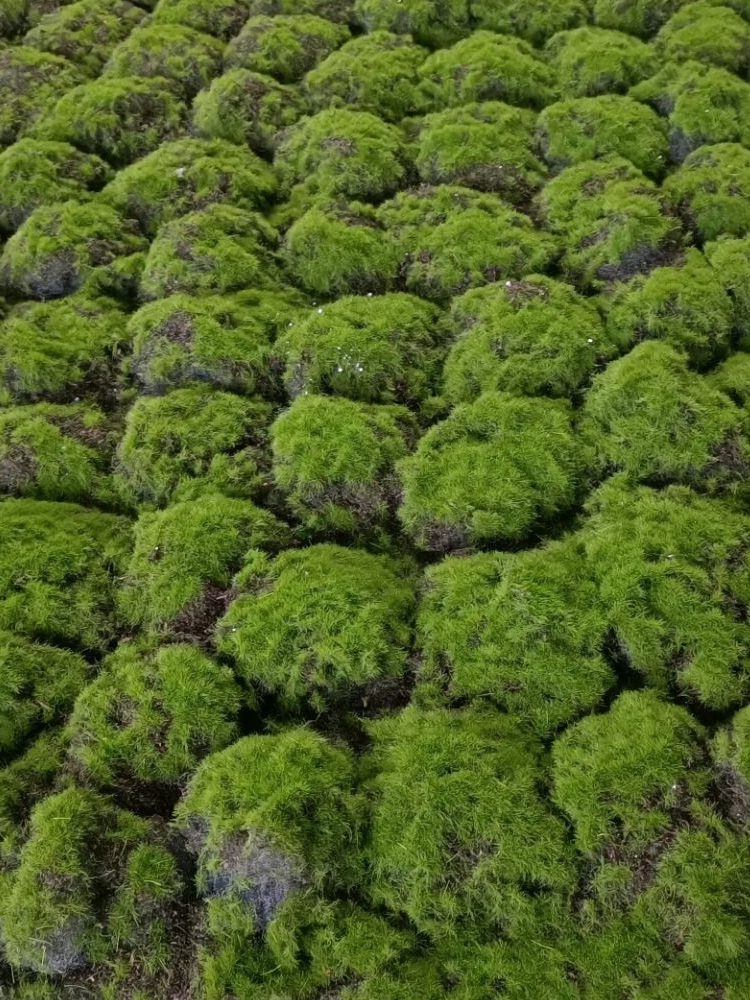 植绒工艺品 植毛 青苔藓草坪 绿色植物场景 橱窗展示 摆设 假苔藓 - 图1