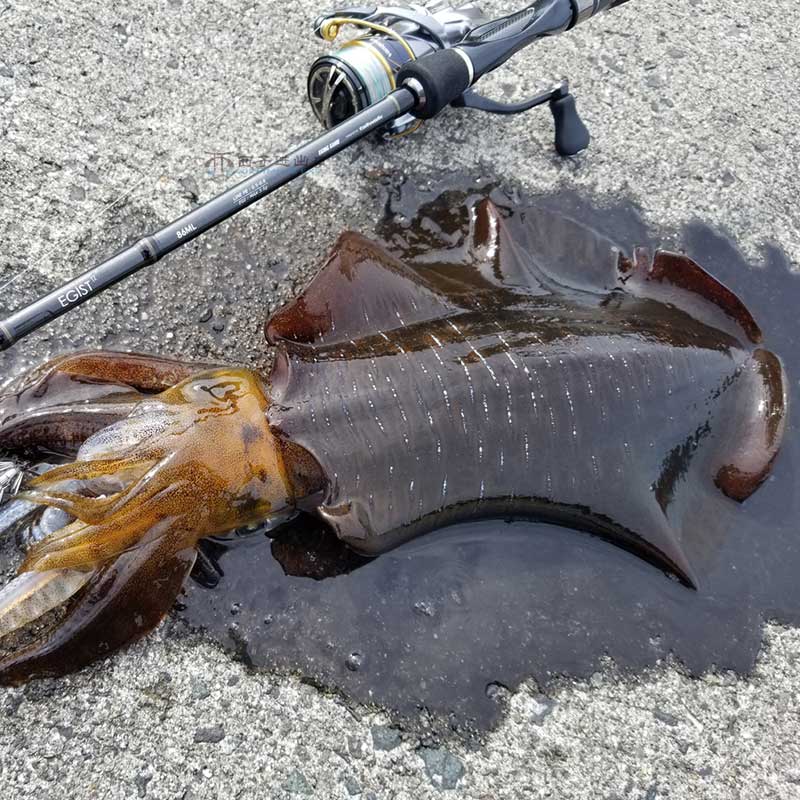 日本DUEL杜尔乐ez-Q夜光木虾鱿鱼钩火箭吹筒钩海钓墨鱼路亚假饵 - 图2