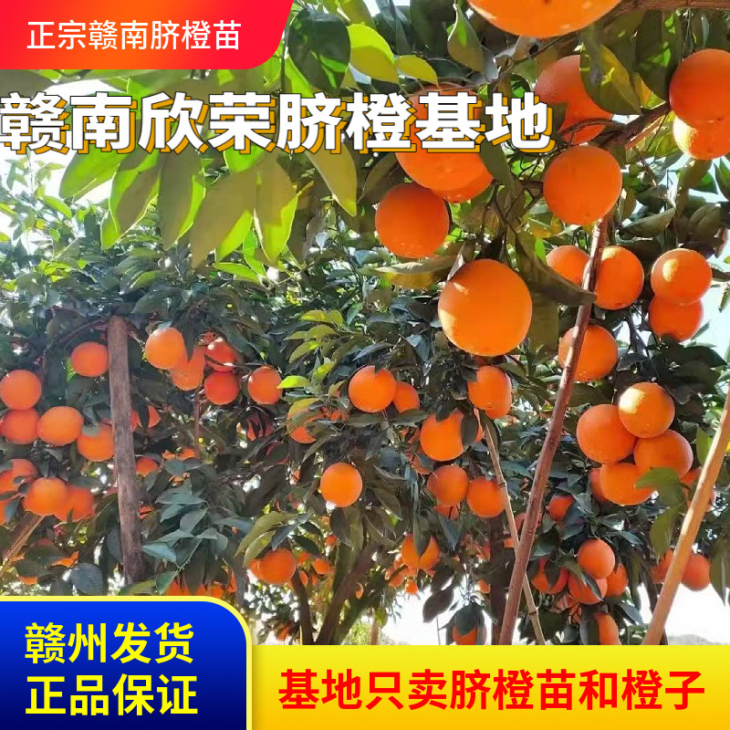 正宗江西赣南脐橙苗纽荷尔赣州脐橙树苗龙回红橙子树苗红肉血橙苗,淘宝优惠券,粉丝福利购,淘宝优惠卷
