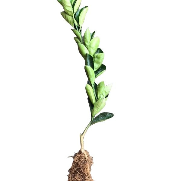 正宗江西赣南脐橙苗纽荷尔赣州脐橙树苗龙回红橙子树苗红肉血橙苗,淘宝优惠券,粉丝福利购,淘宝优惠卷