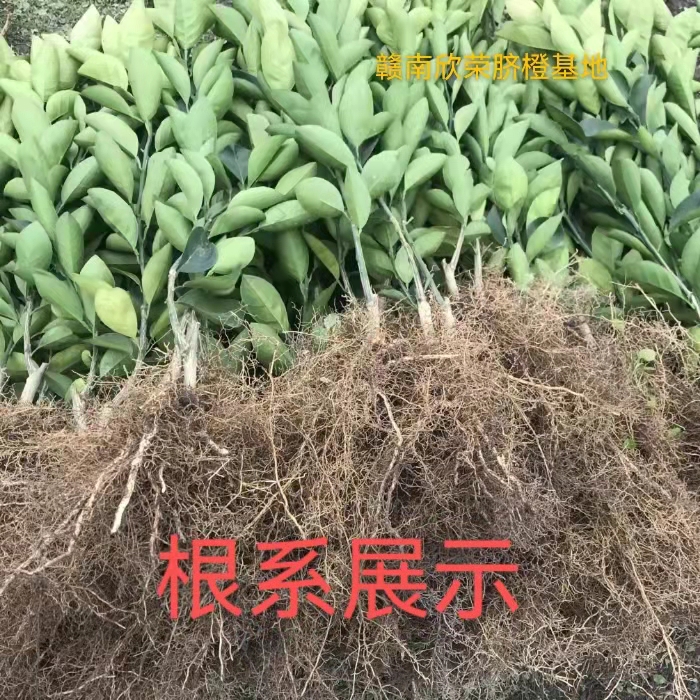 江西赣南脐橙苗纽荷尔橙子苗早熟红肉血橙脐橙树苗赣州果树苗包邮 - 图2