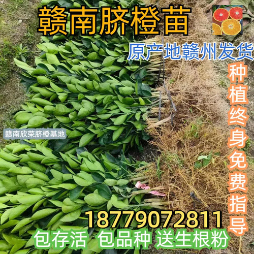正宗江西赣南脐橙苗纽荷尔橙子苗早熟红肉血橙脐橙树苗赣州果树苗 - 图2