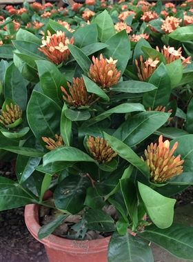 龙船花百日红仙丹多年生四季盆栽