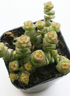 新手多肉50头小米星组合阳台花盆